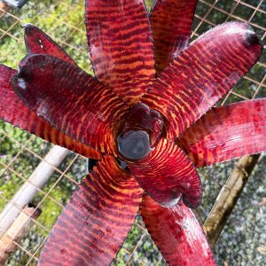 Bromeliad Neoregelia ‘Thundercat' Non Variegated Vinzant  | 6" Pot