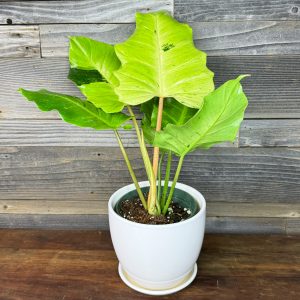 Philodendron_Snowdrift-2 Philodendron_Snowdrift-2