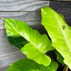 Philodendron_Snowdrift-3 Philodendron_Snowdrift-3