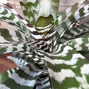 Brom_Dave-3 Brom_Dave-3