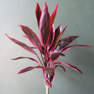 Cordyline_Firefountain-1