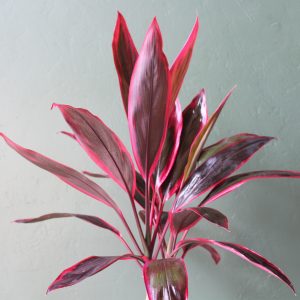 Cordyline_Firefountain-2