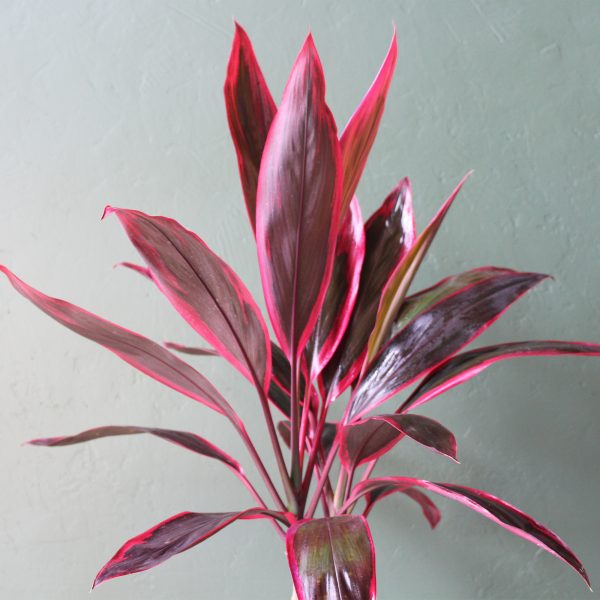 Cordyline_Firefountain-2 Cordyline_Firefountain-2
