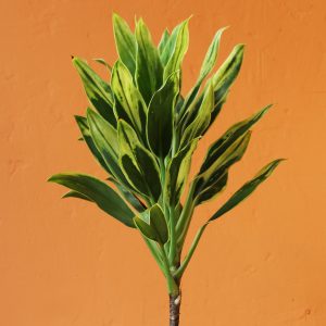 Cordyline Fruticosa 'Kim Chee' | 6" Pot