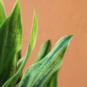 Cordyline_Kim_Chee-2