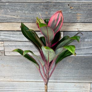 Cordyline Fruticosa 'Howard Yamamoto #10' | 6" Pot