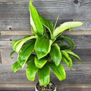 Cordyline Fruticosa 'Haole Girl' | 1 Gal Pot