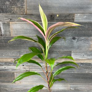 Cordyline Fruticosa 'Kalani Akala' | 1 Gal Pot