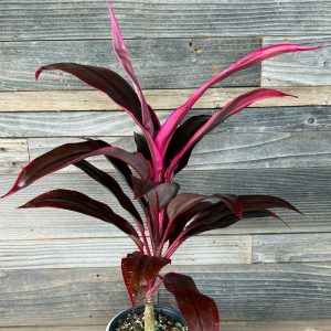 Cordyline Fruticosa 'Kalakaua 2' | 1 Gal Pot