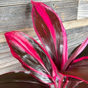 Kalakaua-2