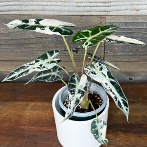 Alocasia Bambino Pink Variegated | 4 Pot