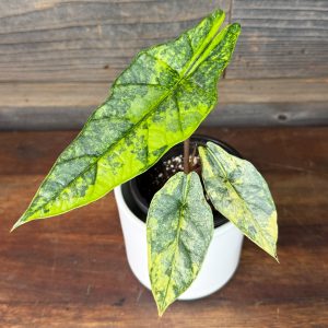 Alocasia Heterophylla Aurea  | 4 Pot