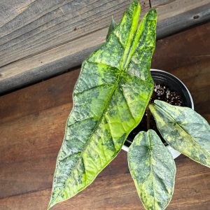 Alocasia_Heterophylla_Aurea-2