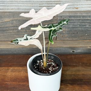 Alocasia Sanderiana 'Nobilis' Pink Variegated  | 4 Pot