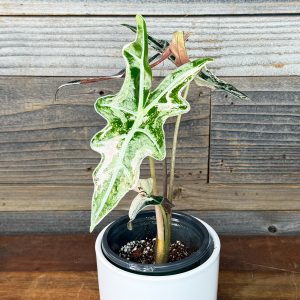 Alocasia_Noblis_Pink-2