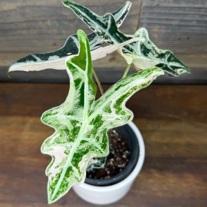 Alocasia_Noblis_Pink-3