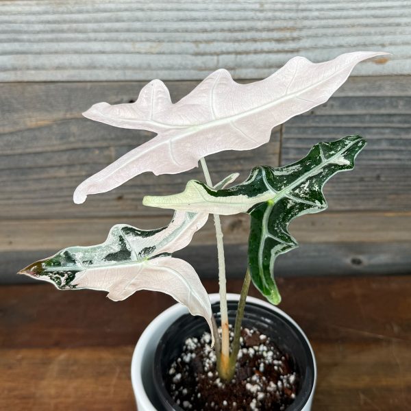 Alocasia_Noblis_Pink-4 Alocasia_Noblis_Pink-4
