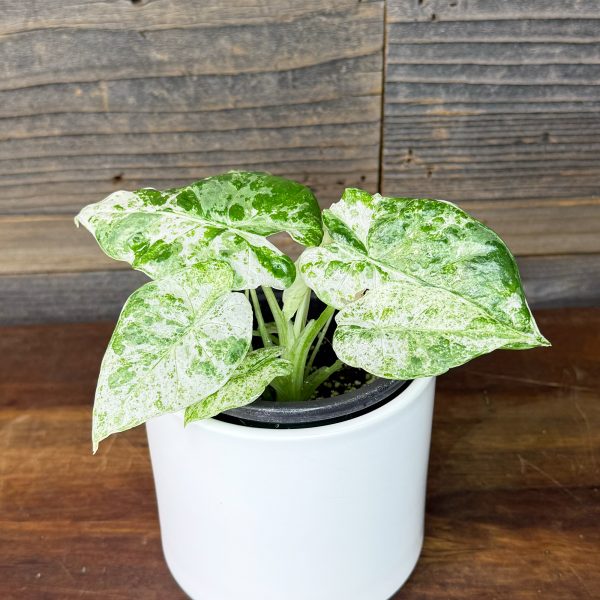 Alocasia_Odora_Batik-1 Alocasia_Odora_Batik-1