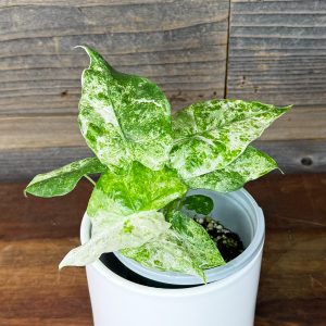 Alocasia_Odora_Batik-2 Alocasia_Odora_Batik-2