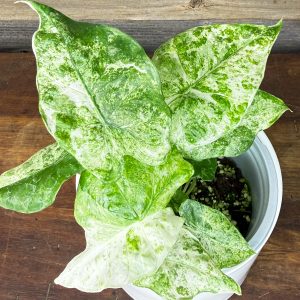 Alocasia_Odora_Batik-3 Alocasia_Odora_Batik-3