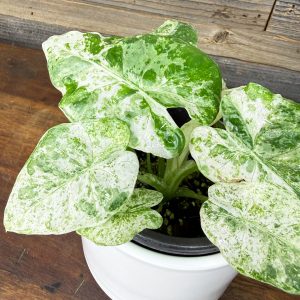 Alocasia_Odora_Batik-4 Alocasia_Odora_Batik-4