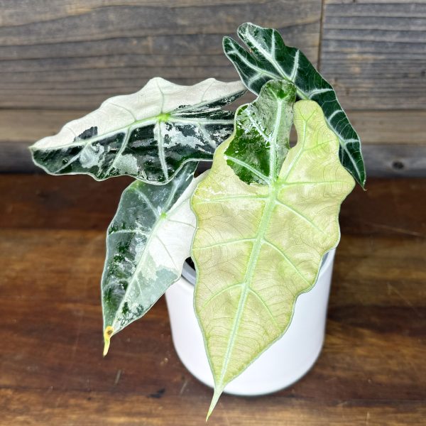 Alocasia_Polly_Albo:Pink-1