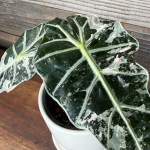 Alocasia_Polly_Albo:Pink-2