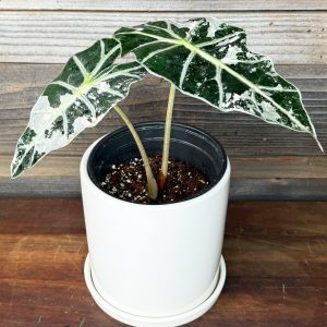 Alocasia_Polly_Albo:Pink-3