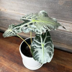 Alocasia_Venom-1 Alocasia_Venom-1