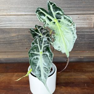 Alocasia Venom