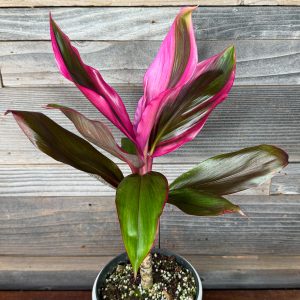 Cordyline Fruticosa 'Kauai Beauty' | 1 Gal Pot