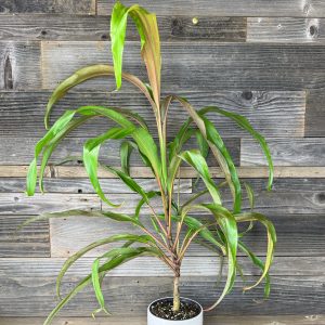Cordyline Terminalis 'Maize' | 1 Gal Pot