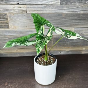 Alocasia Simpo Albo