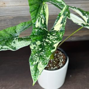 Alocasia_Simpo_Albo-2 Alocasia_Simpo_Albo-2