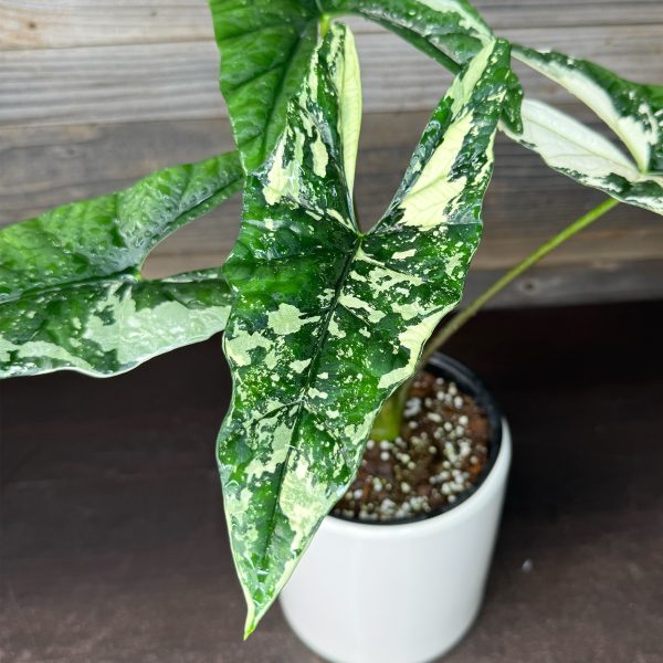 Alocasia_Simpo_Albo-2 Alocasia_Simpo_Albo-2