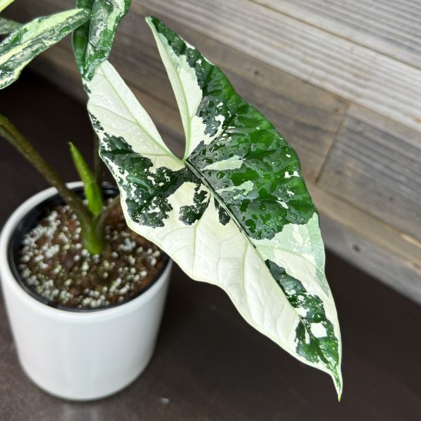 Alocasia_Simpo_Albo-3 Alocasia_Simpo_Albo-3