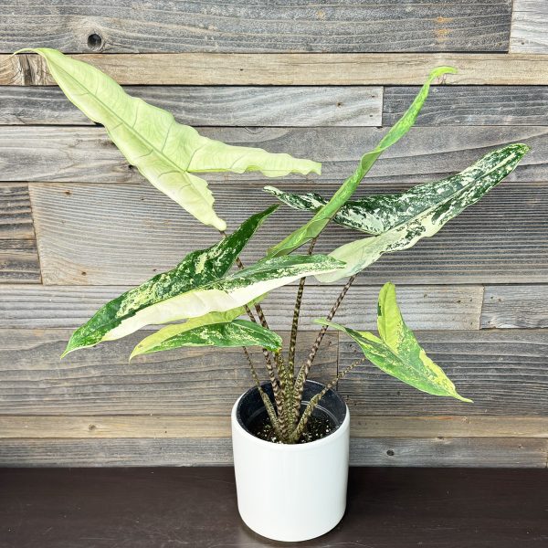 Alocasia_Tigrina_Superba_Albo-1 Alocasia_Tigrina_Superba_Albo-1