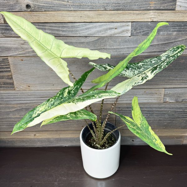 Alocasia_Tigrina_Superba_Albo-2