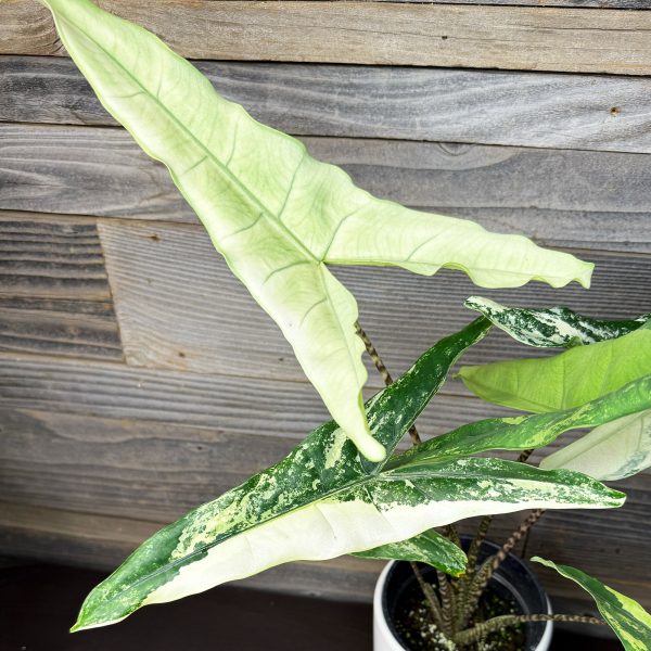 Alocasia_Tigrina_Superba_Albo-3 Alocasia_Tigrina_Superba_Albo-3