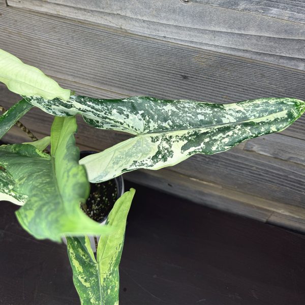 Alocasia_Tigrina_Superba_Albo-4 Alocasia_Tigrina_Superba_Albo-4