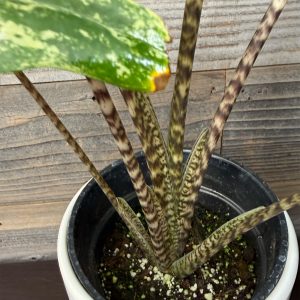 Alocasia_Tigrina_Superba_Albo-5