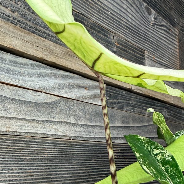 Alocasia_Tigrina_Superba_Albo-6 Alocasia_Tigrina_Superba_Albo-6