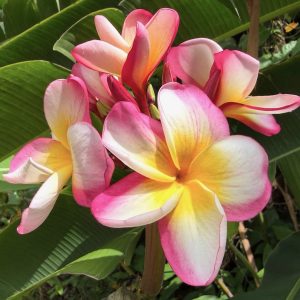 Moragne78-1