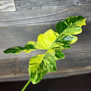 Thaumatophyllum_Williamsii_Variegated-2