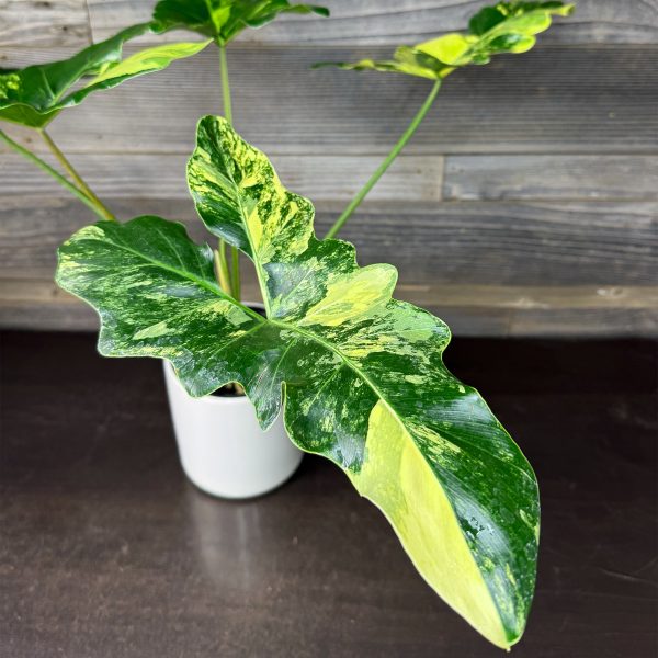 Thaumatophyllum_Williamsii_Variegated-3 Thaumatophyllum_Williamsii_Variegated-3