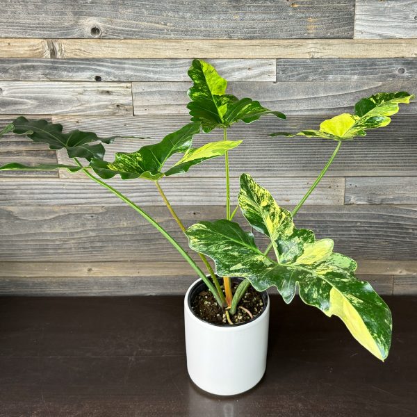 Thaumatophyllum_Williamsii_Variegated-4