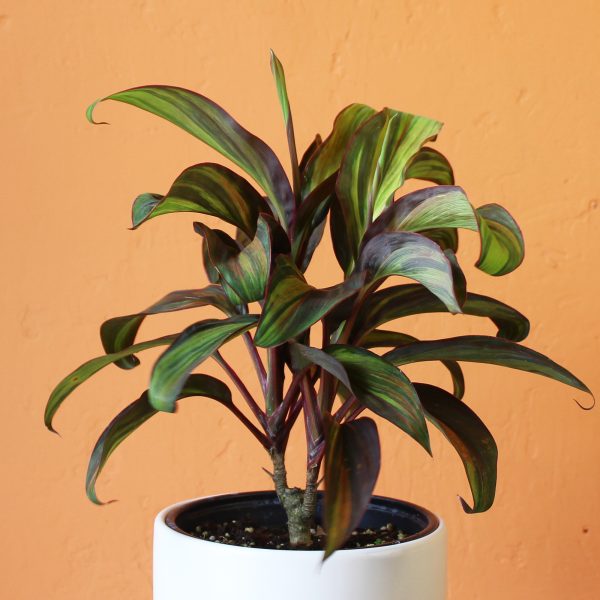 Cordyline_Papeete-1 Cordyline_Papeete-1