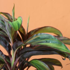 Cordyline_Papeete-2 Cordyline_Papeete-2