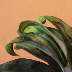 Cordyline_Papeete-3 Cordyline_Papeete-3