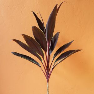 Cordyline_Tartan-1